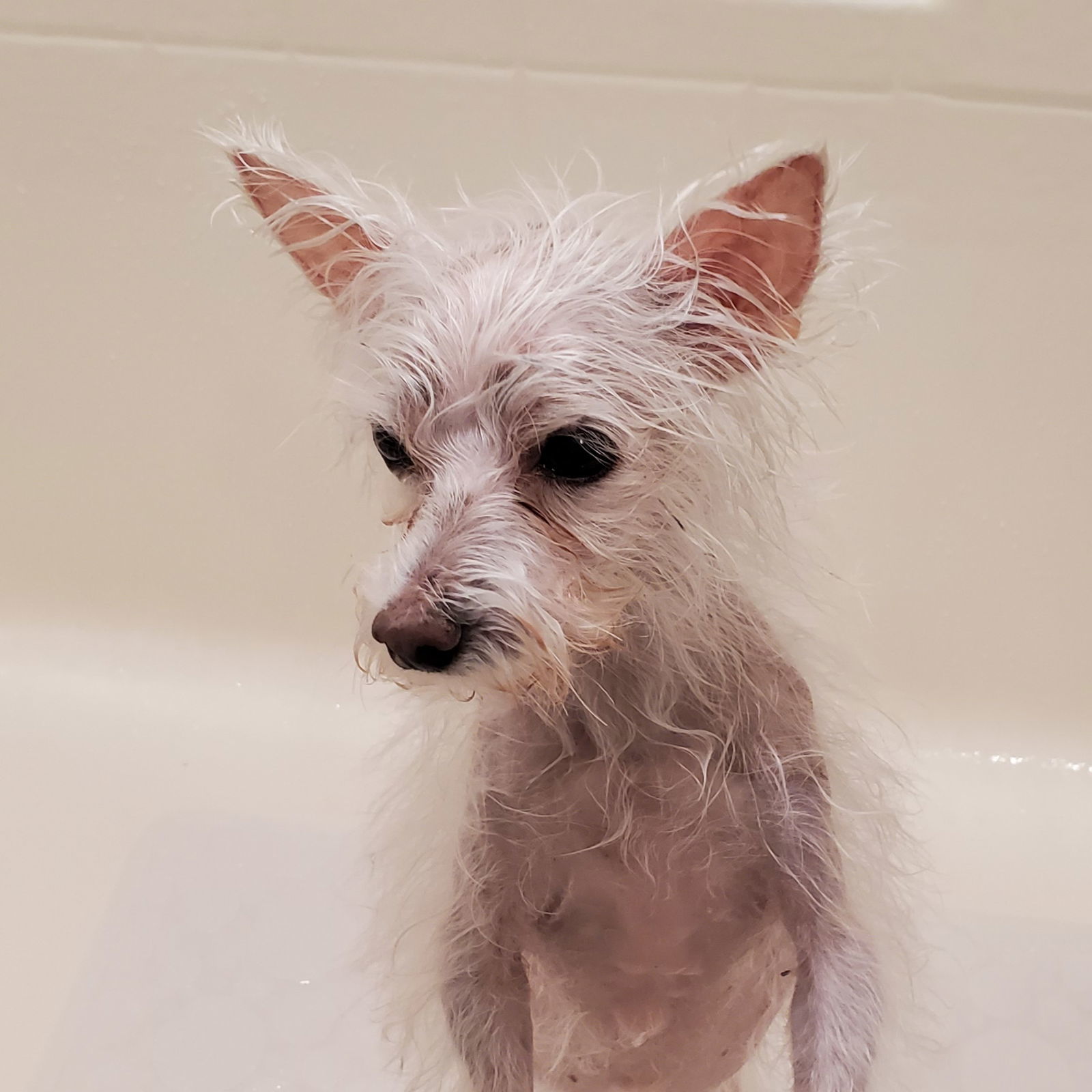 Phoebe - Medical Hold, an adoptable West Highland White Terrier / Westie in Dallas, TX, 75355 | Photo Image 1