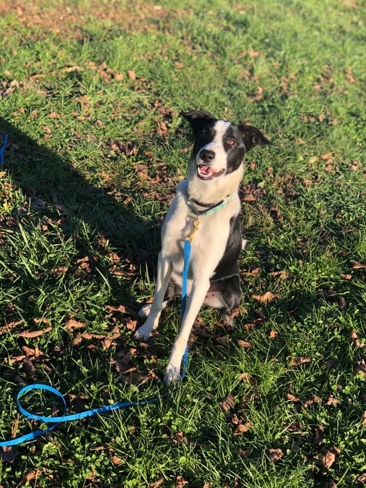 Pan, an adoptable Border Collie in Chestertown, MD, 21620 | Photo Image 1