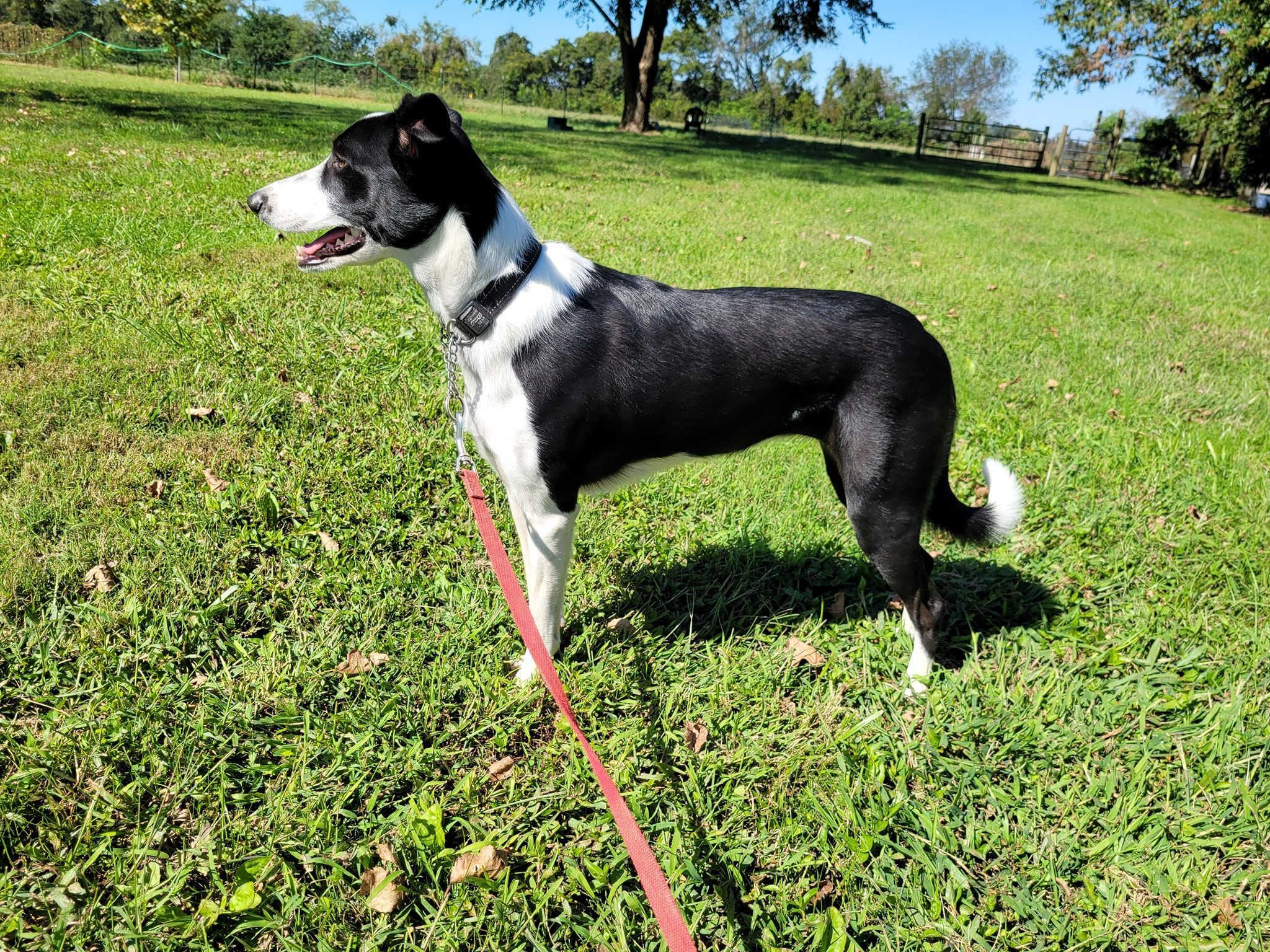 Pan, an adoptable Border Collie in Chestertown, MD, 21620 | Photo Image 2