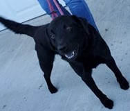 Gerald, an adoptable German Shepherd Dog, Labrador Retriever in Hopkinsville, KY, 42240 | Photo Image 2