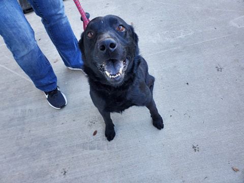 Gerald, an adoptable German Shepherd Dog, Labrador Retriever in Hopkinsville, KY, 42240 | Photo Image 3