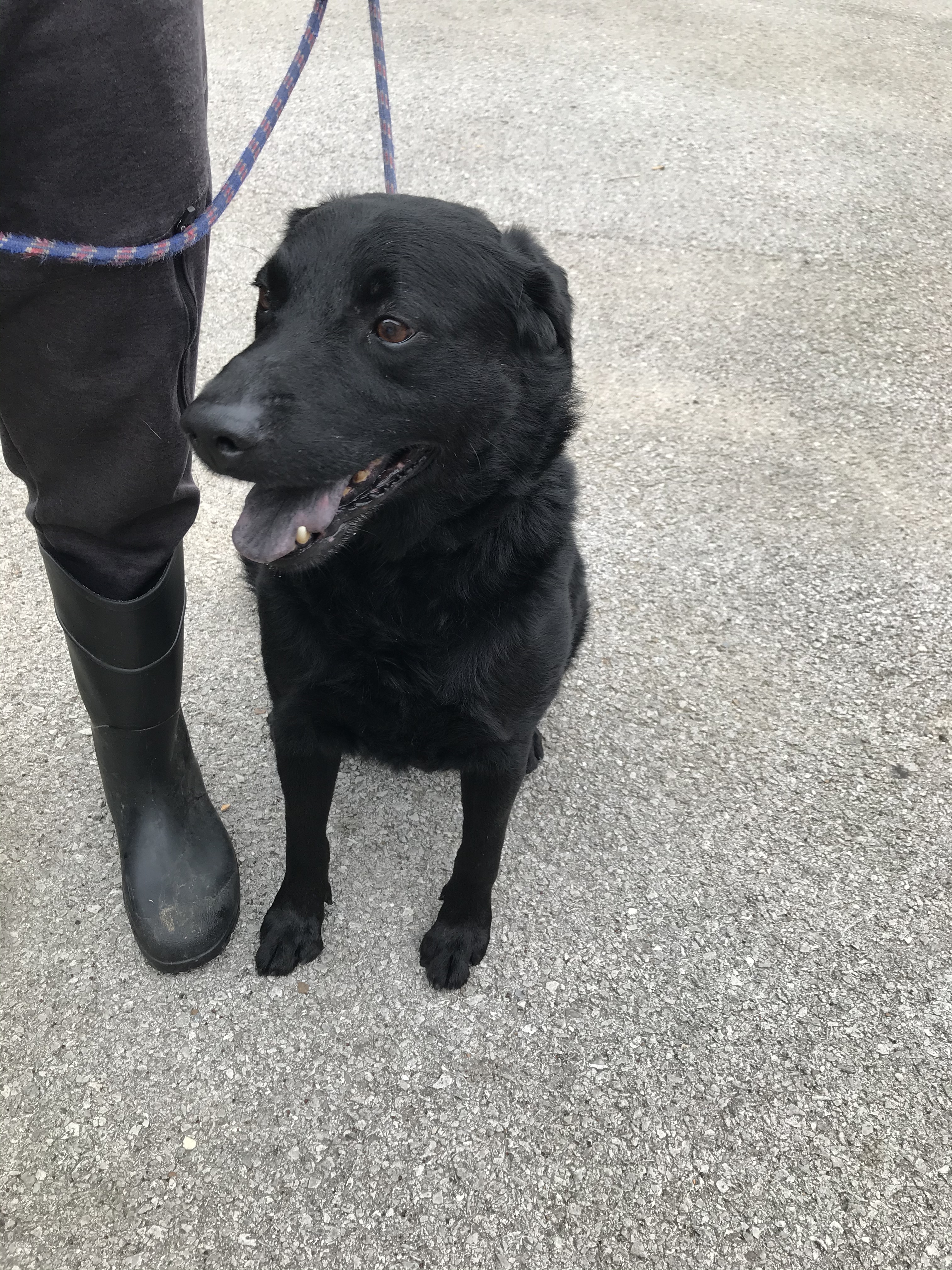 Gerald, an adoptable German Shepherd Dog, Labrador Retriever in Hopkinsville, KY, 42240 | Photo Image 1