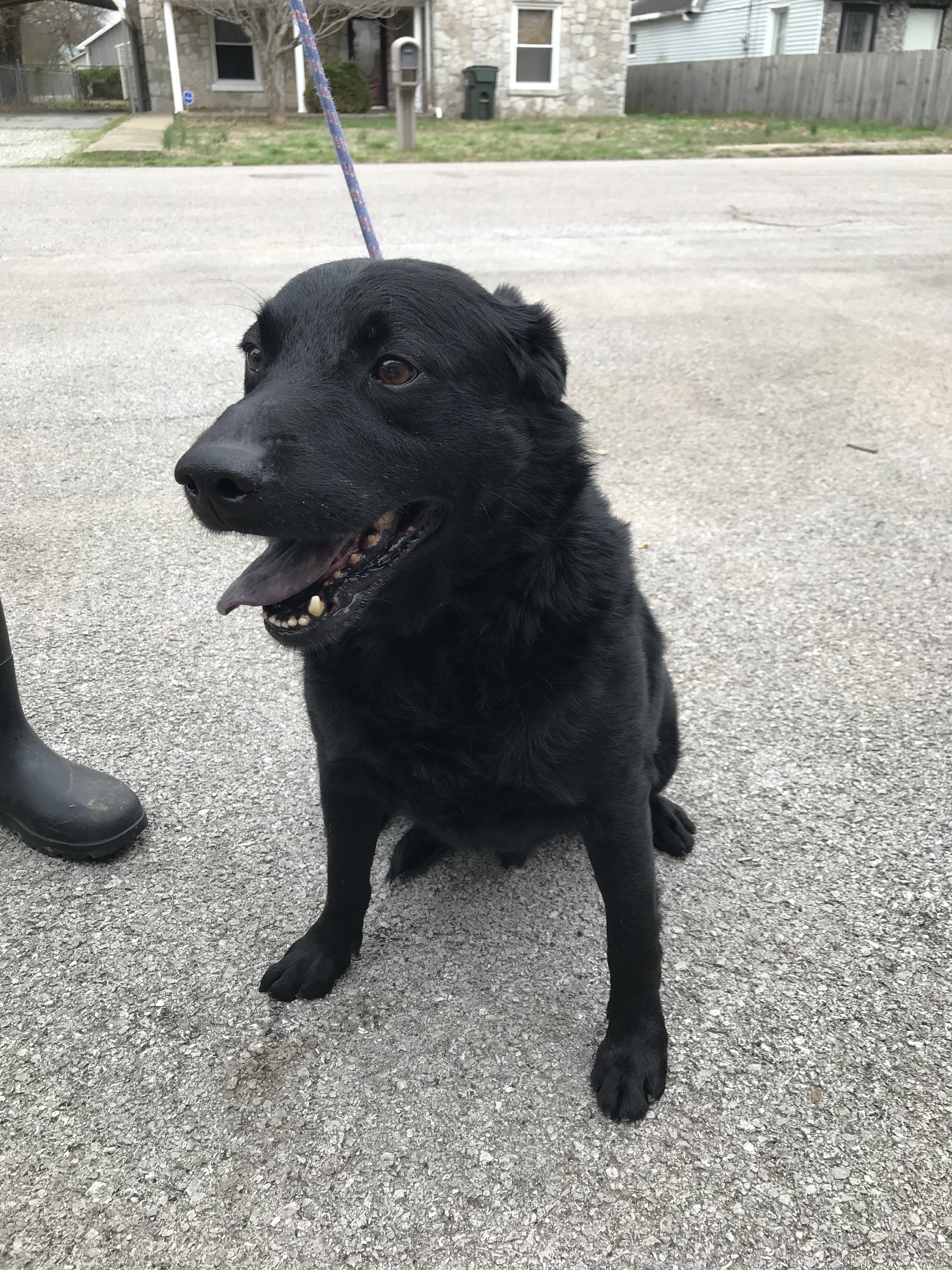 Gerald, an adoptable German Shepherd Dog, Labrador Retriever in Hopkinsville, KY, 42240 | Photo Image 4