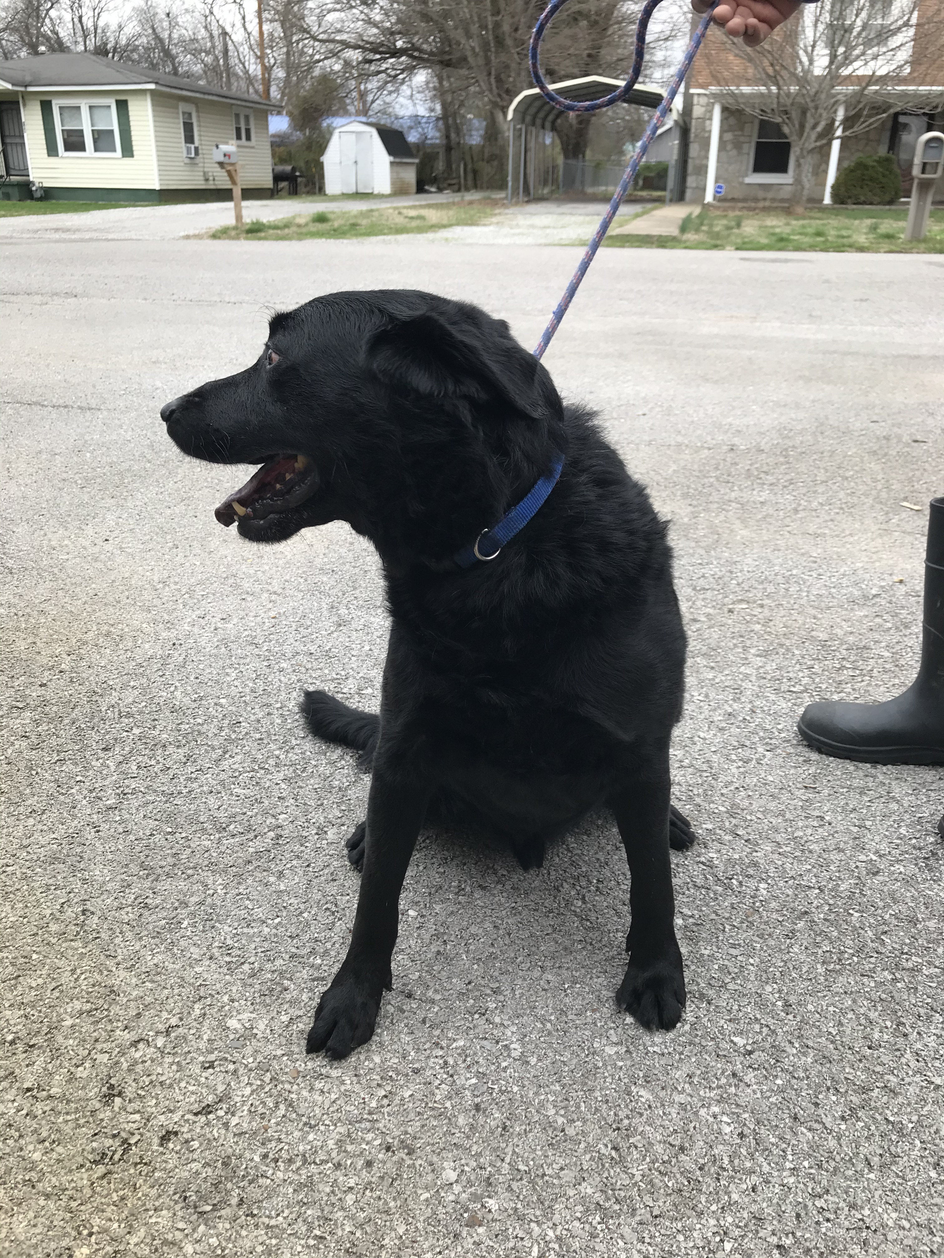 Gerald, an adoptable German Shepherd Dog, Labrador Retriever in Hopkinsville, KY, 42240 | Photo Image 5