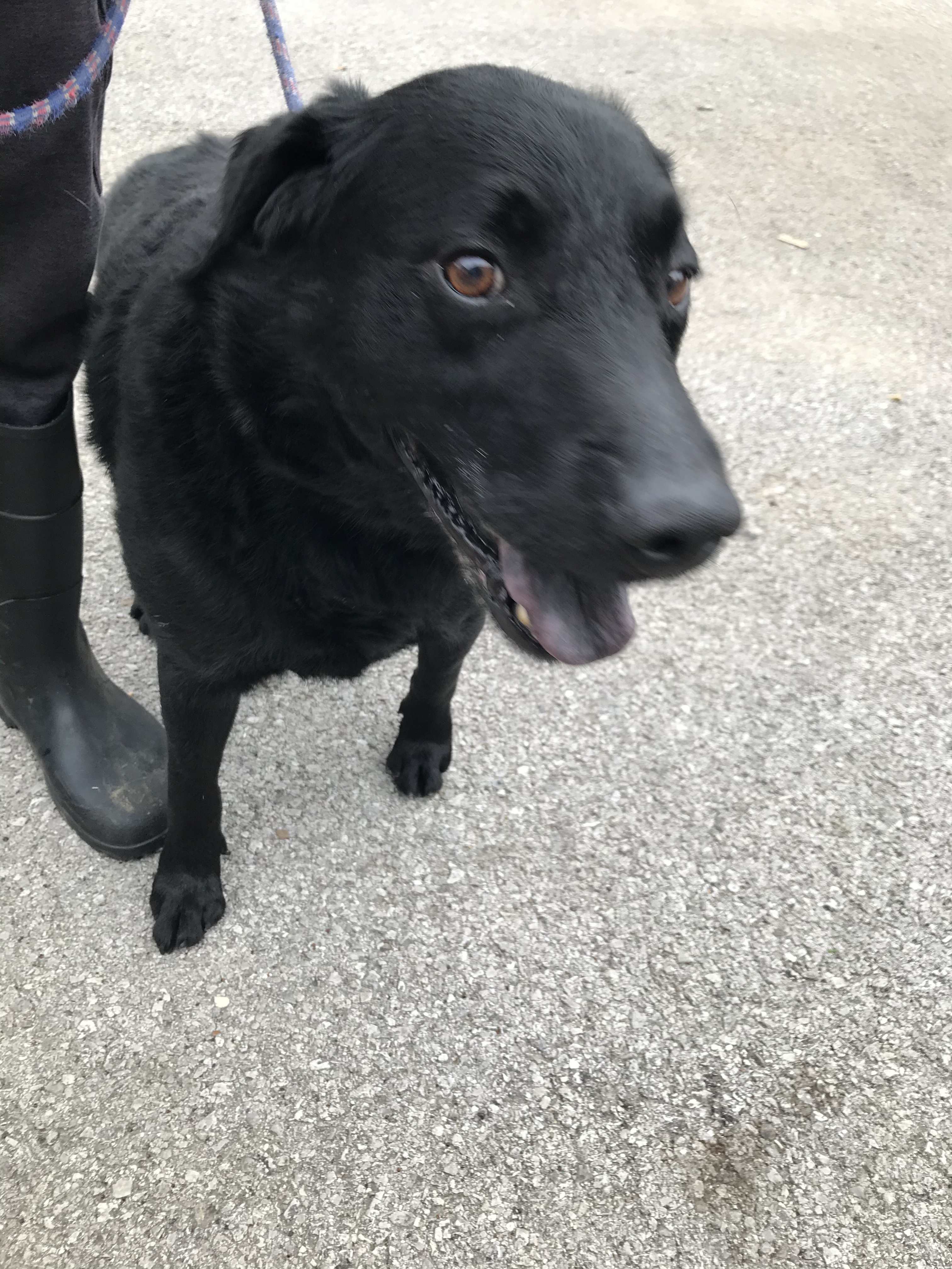 Gerald, an adoptable German Shepherd Dog, Labrador Retriever in Hopkinsville, KY, 42240 | Photo Image 6