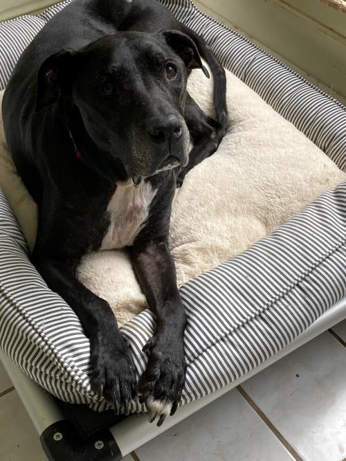 Dog For Adoption 2105 1533 Zeus A Labrador Retriever Mix In Virginia Beach Va Petfinder