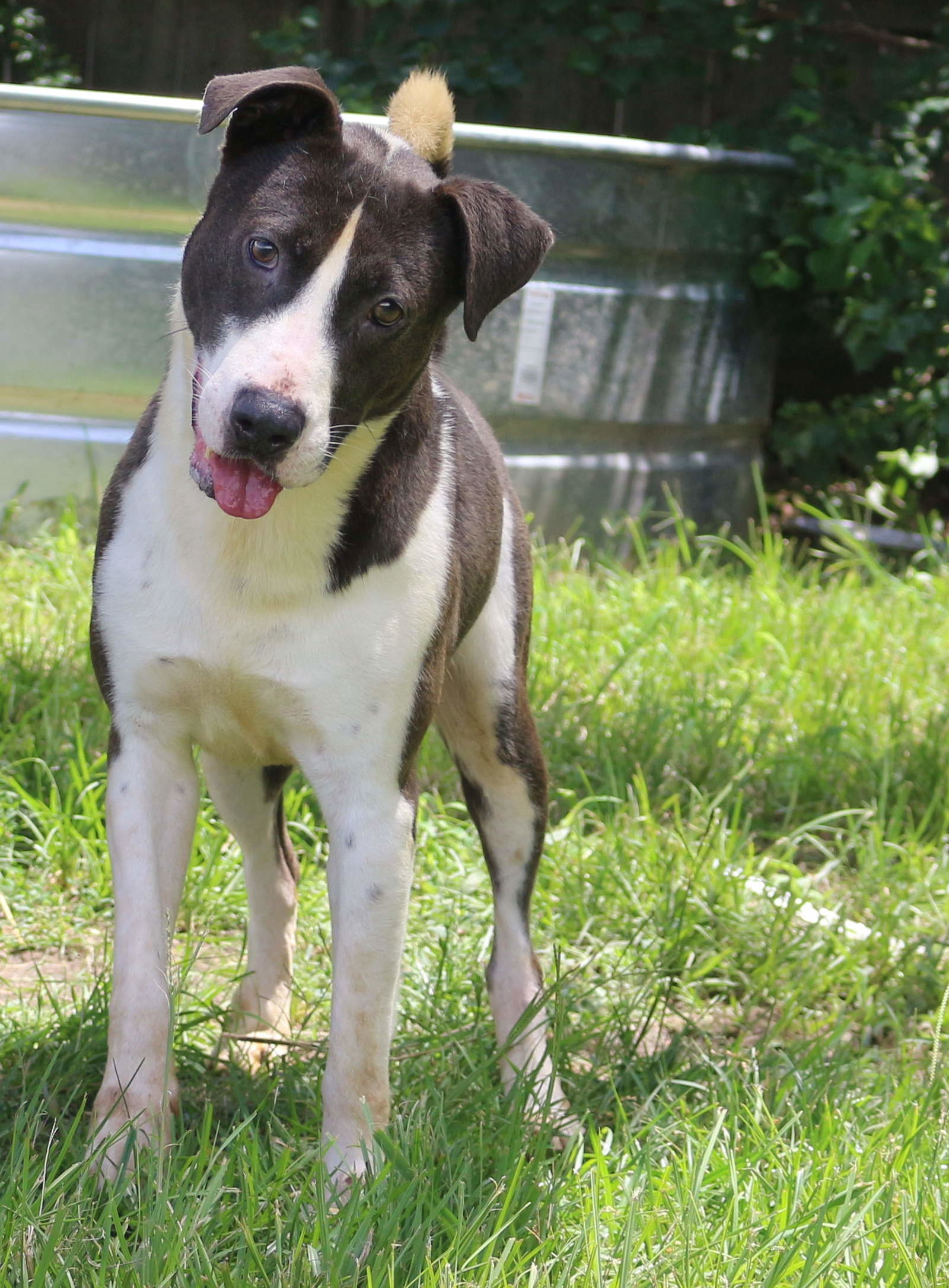 Raymond, an adoptable Mixed Breed in Jackson, MS, 39213 | Photo Image 1