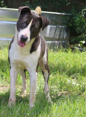 Raymond, Young Male Mixed Breed