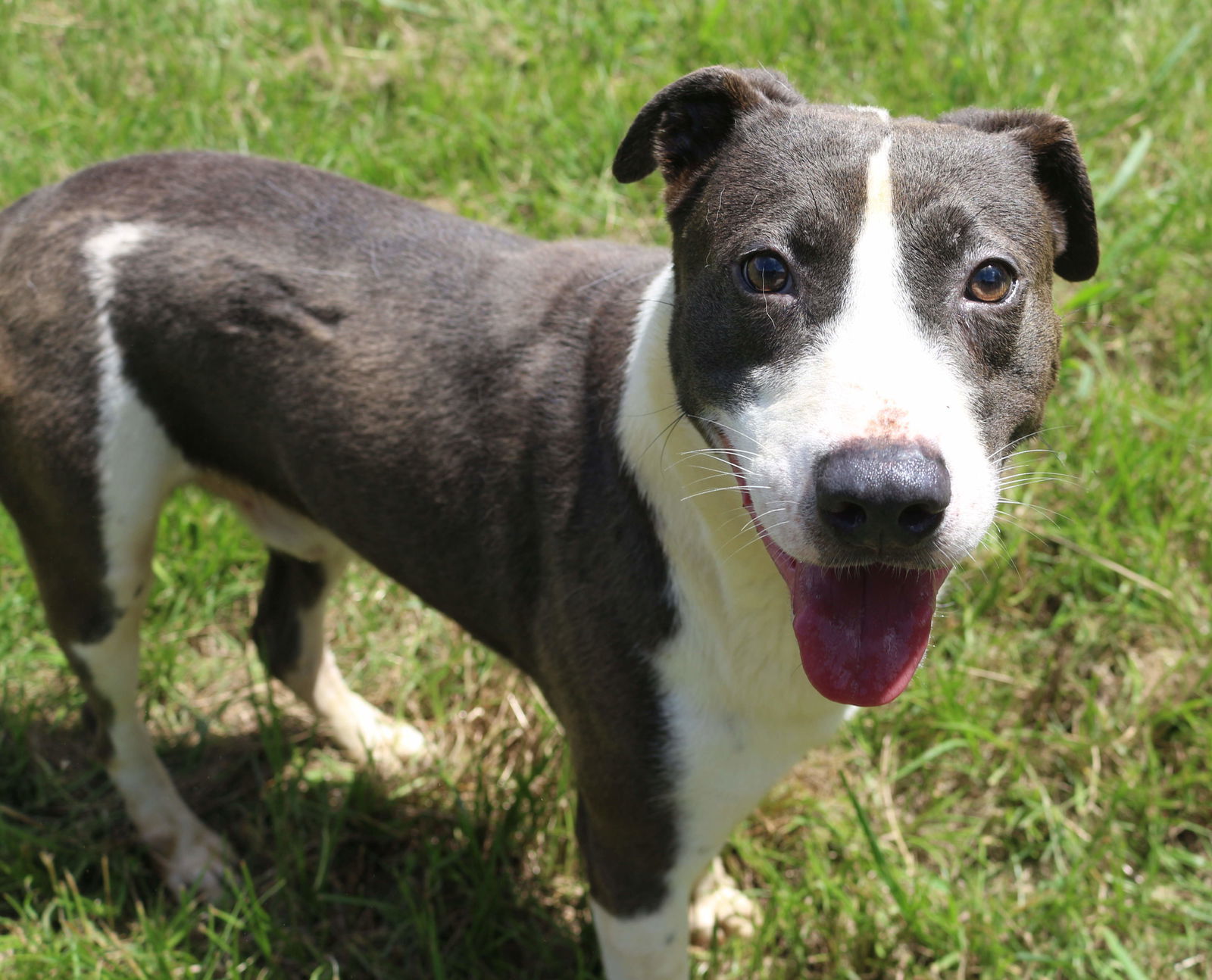 Raymond, an adoptable Mixed Breed in Jackson, MS, 39213 | Photo Image 2