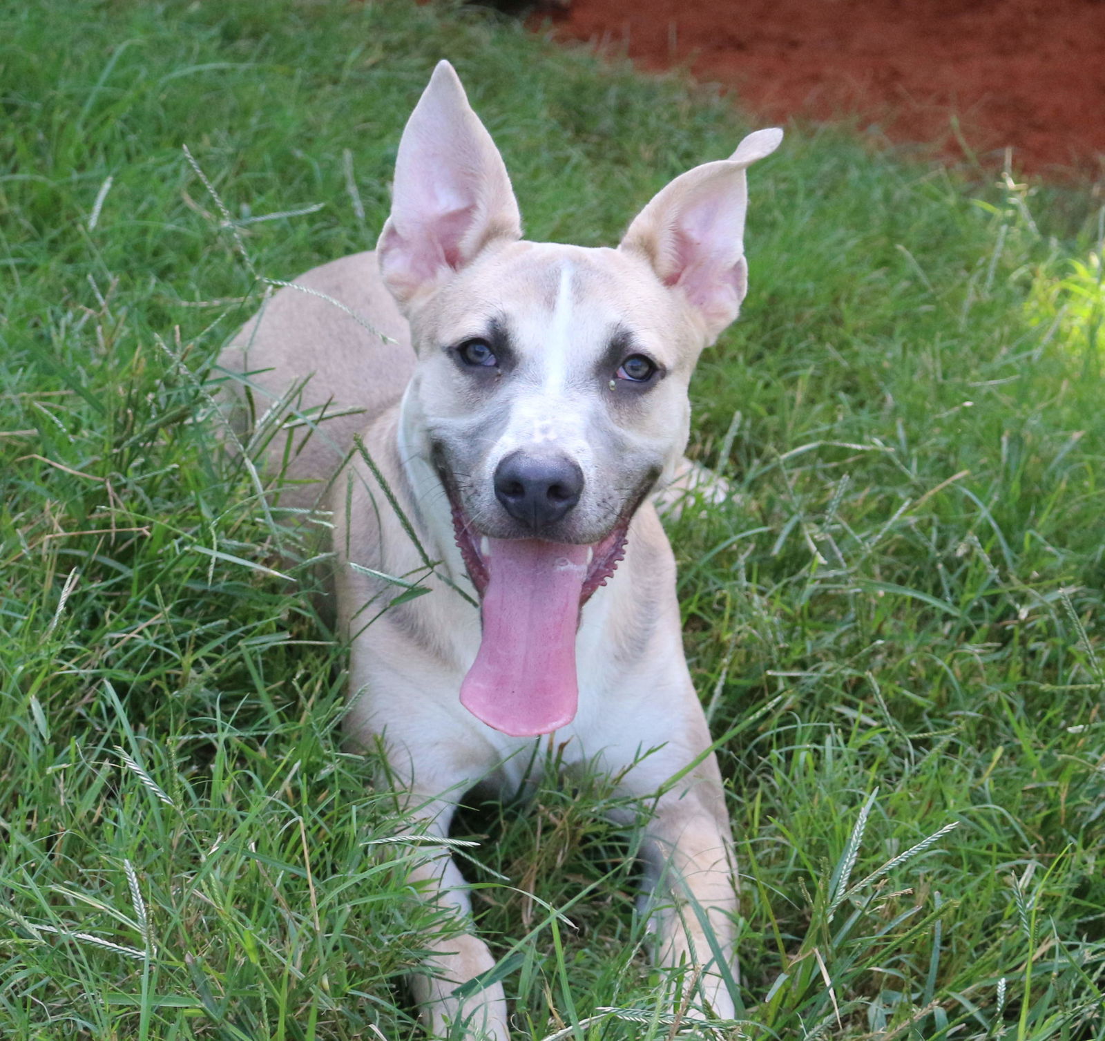 Benji, an adoptable Mixed Breed in Jackson, MS, 39213 | Photo Image 1