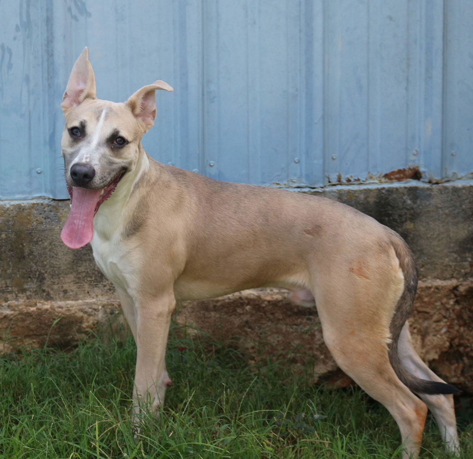 Benji, an adoptable Mixed Breed in Jackson, MS, 39213 | Photo Image 2