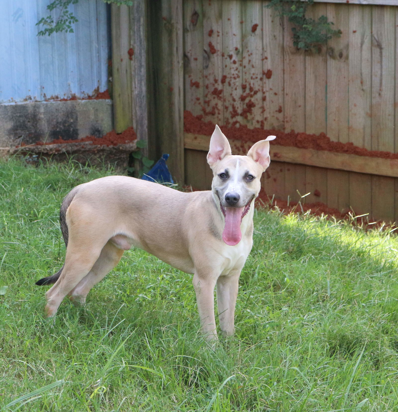 Benji, an adoptable Mixed Breed in Jackson, MS, 39213 | Photo Image 3