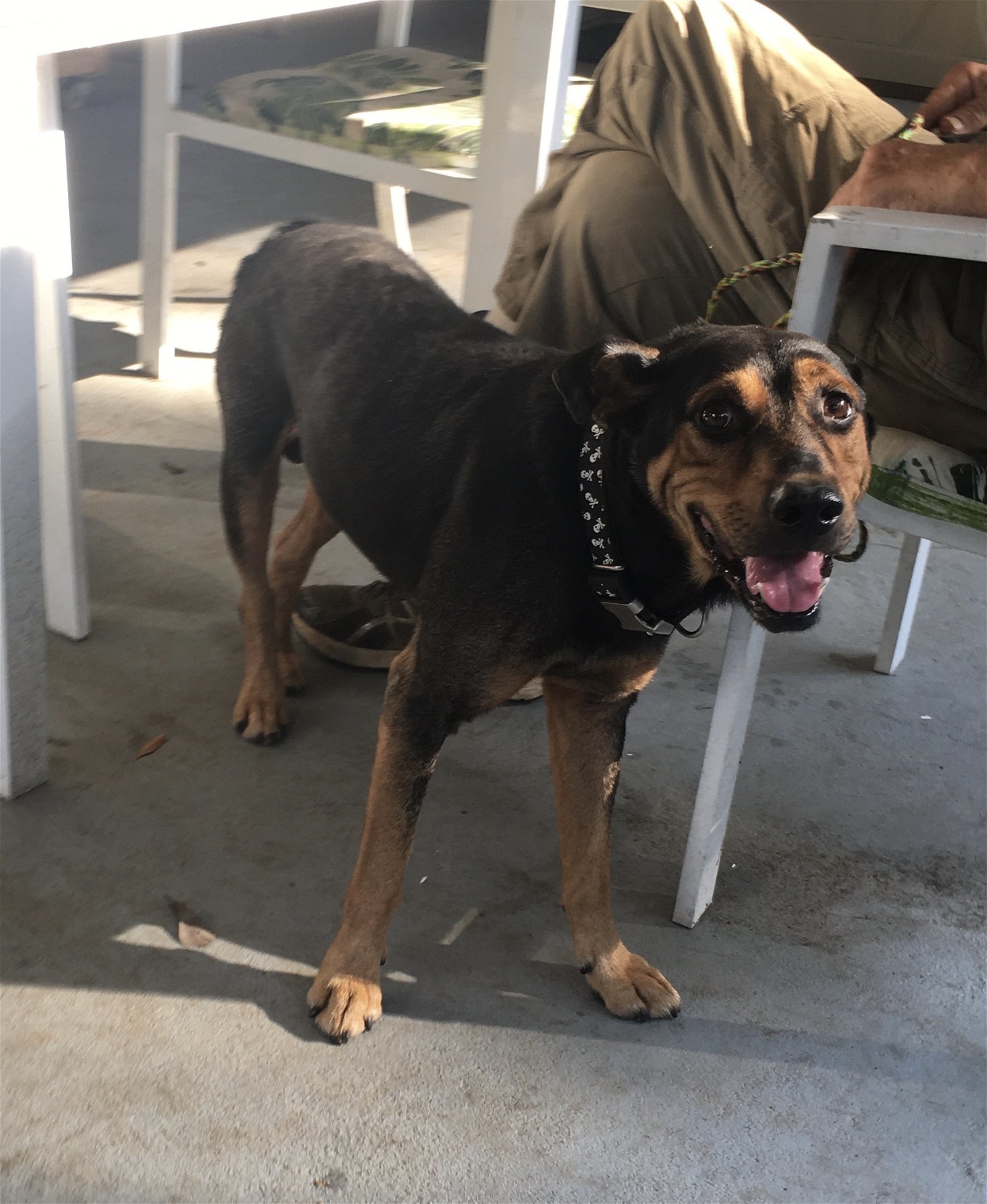 Chey, an adoptable Bluetick Coonhound, Labrador Retriever in Slidell, LA, 70469 | Photo Image 2