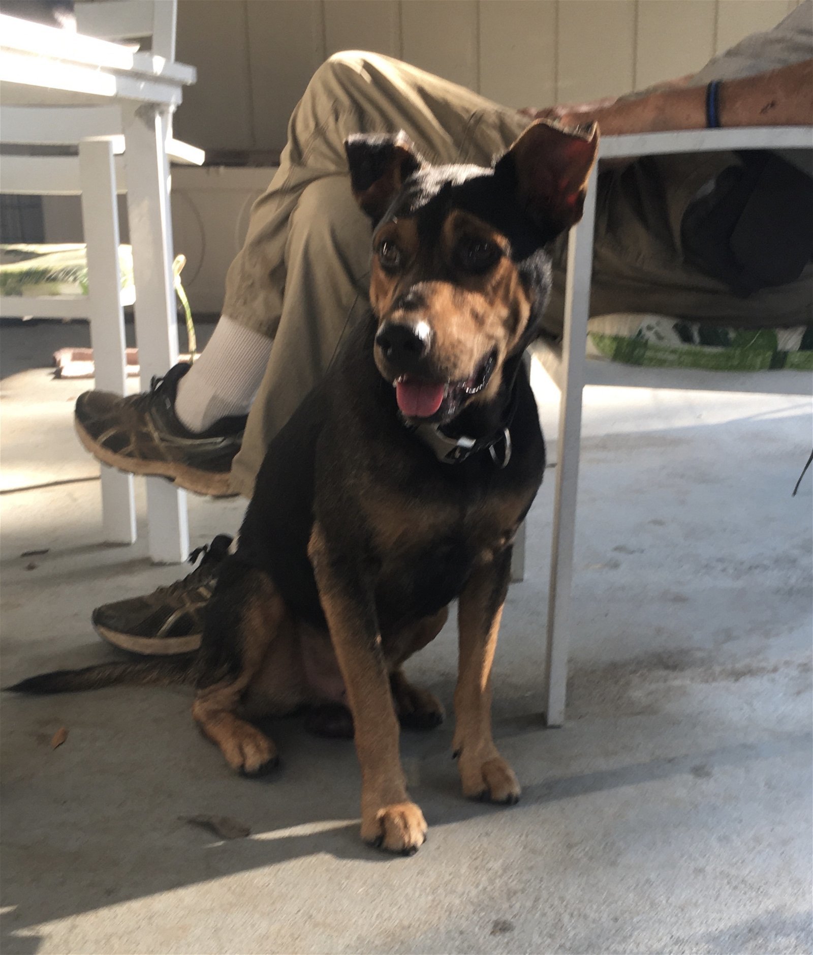 Chey, an adoptable Bluetick Coonhound, Labrador Retriever in Slidell, LA, 70469 | Photo Image 3