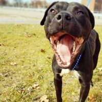Hercules, an adoptable Pit Bull Terrier in Detroit, MI, 48202 | Photo Image 2