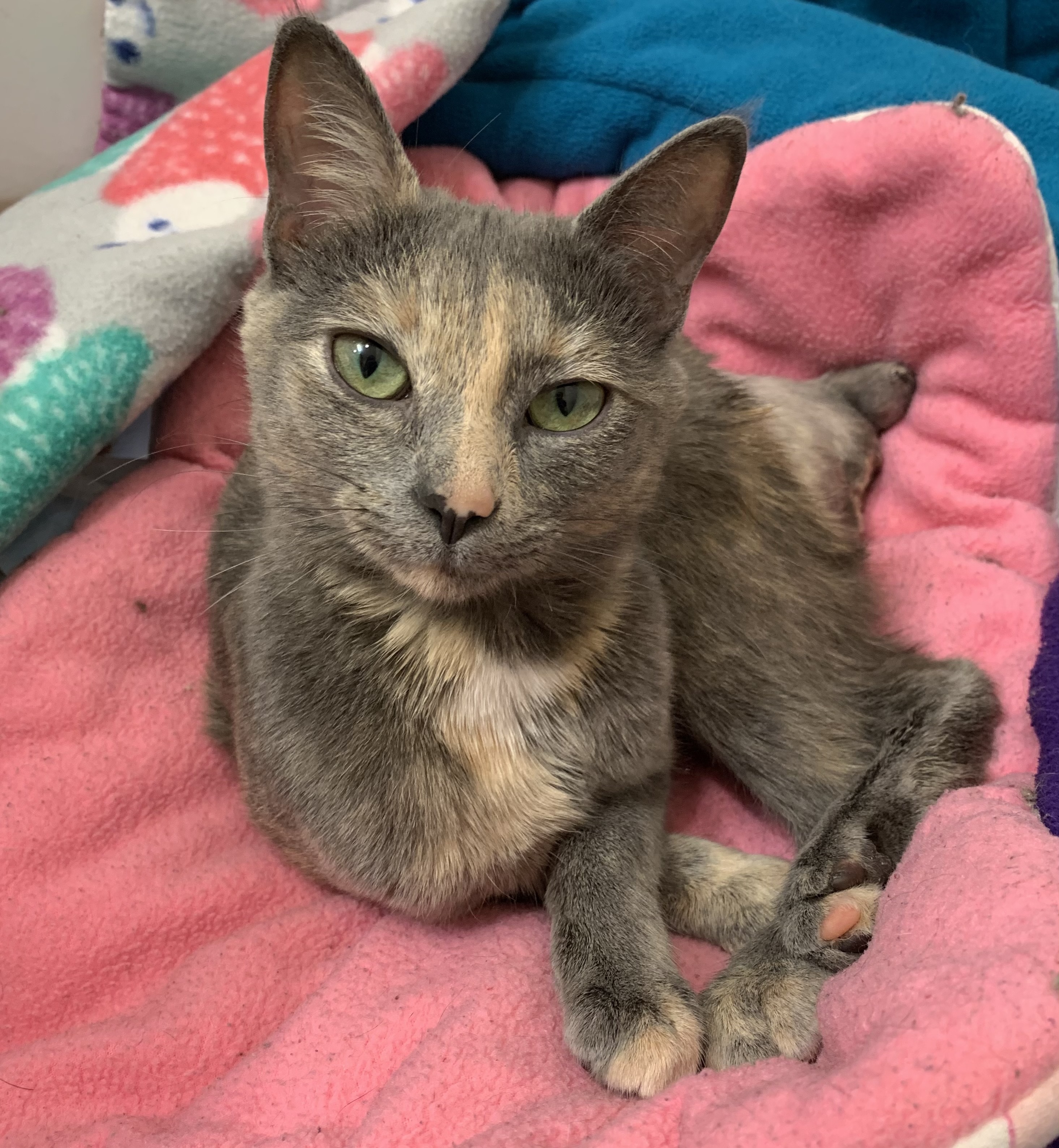 Purrsephone- Special Needs, an adoptable Domestic Short Hair, Dilute Calico in Anchorage, AK, 99507 | Photo Image 2