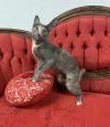 Purrsephone- Special Needs photo 3