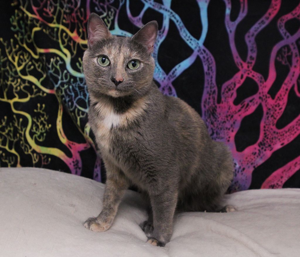 Purrsephone- Special Needs, an adoptable Domestic Short Hair, Dilute Calico in Anchorage, AK, 99507 | Photo Image 1