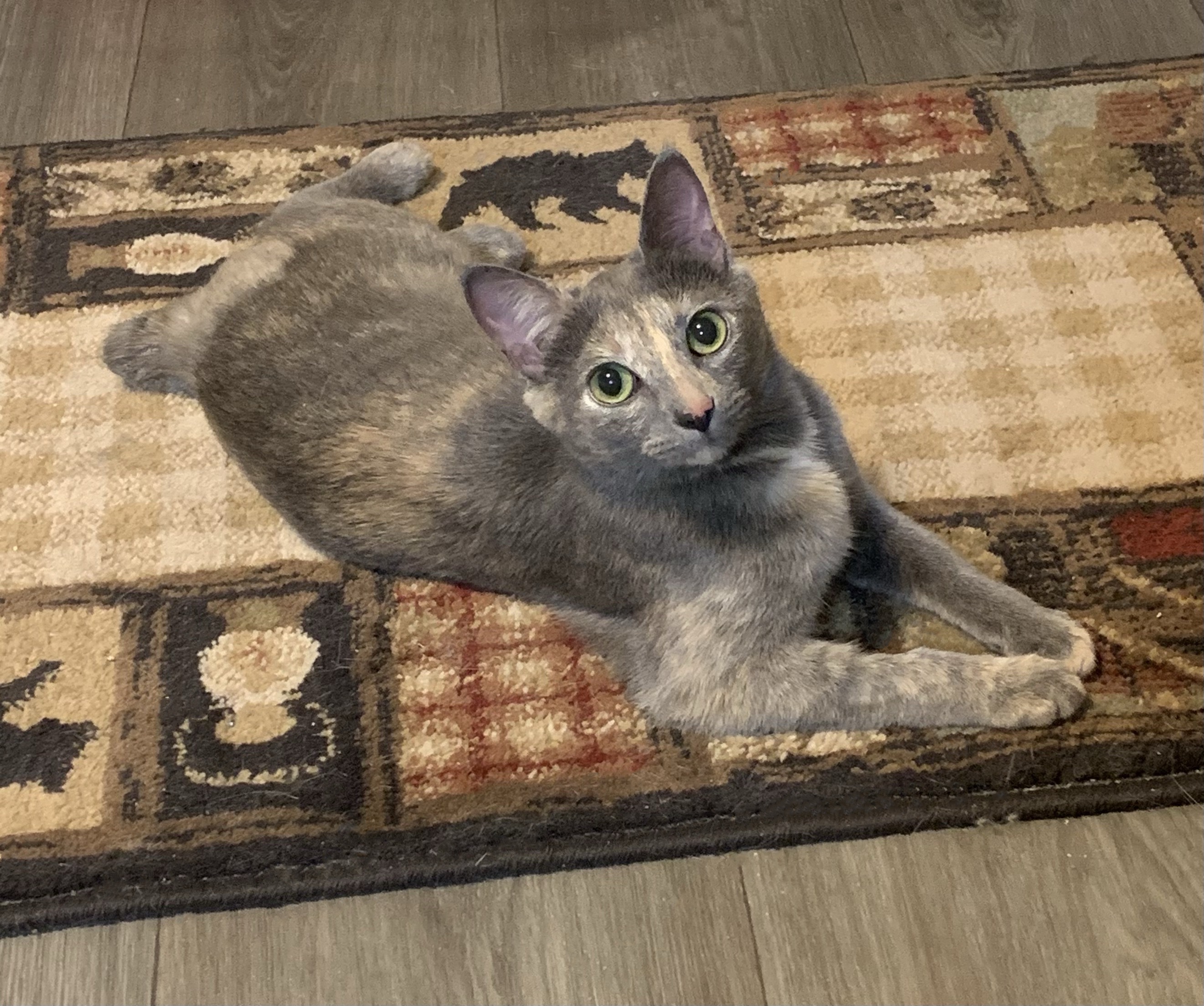 Purrsephone- Special Needs, an adoptable Domestic Short Hair, Dilute Calico in Anchorage, AK, 99507 | Photo Image 6