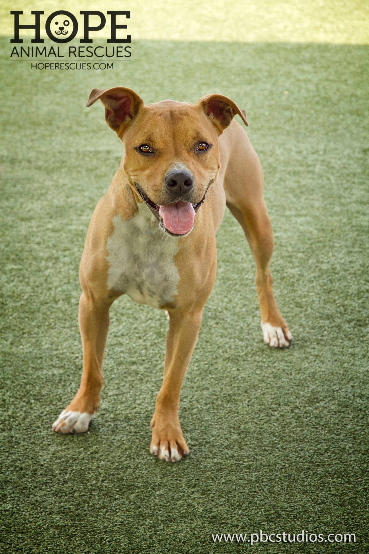 Collin, an adoptable Pit Bull Terrier in Godfrey, IL, 62035 | Photo Image 2