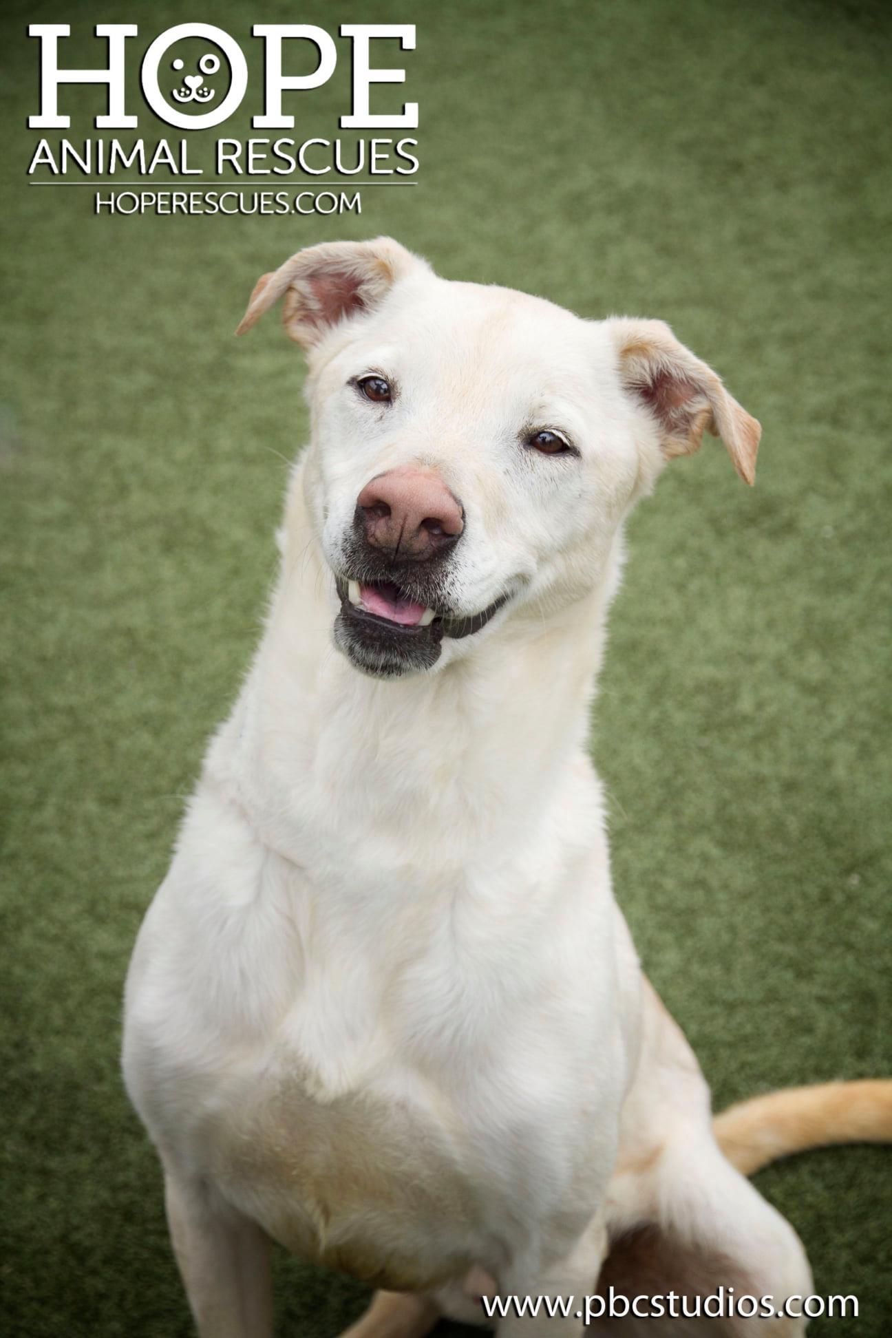 Archie, an adoptable Labrador Retriever in Godfrey, IL, 62035 | Photo Image 2