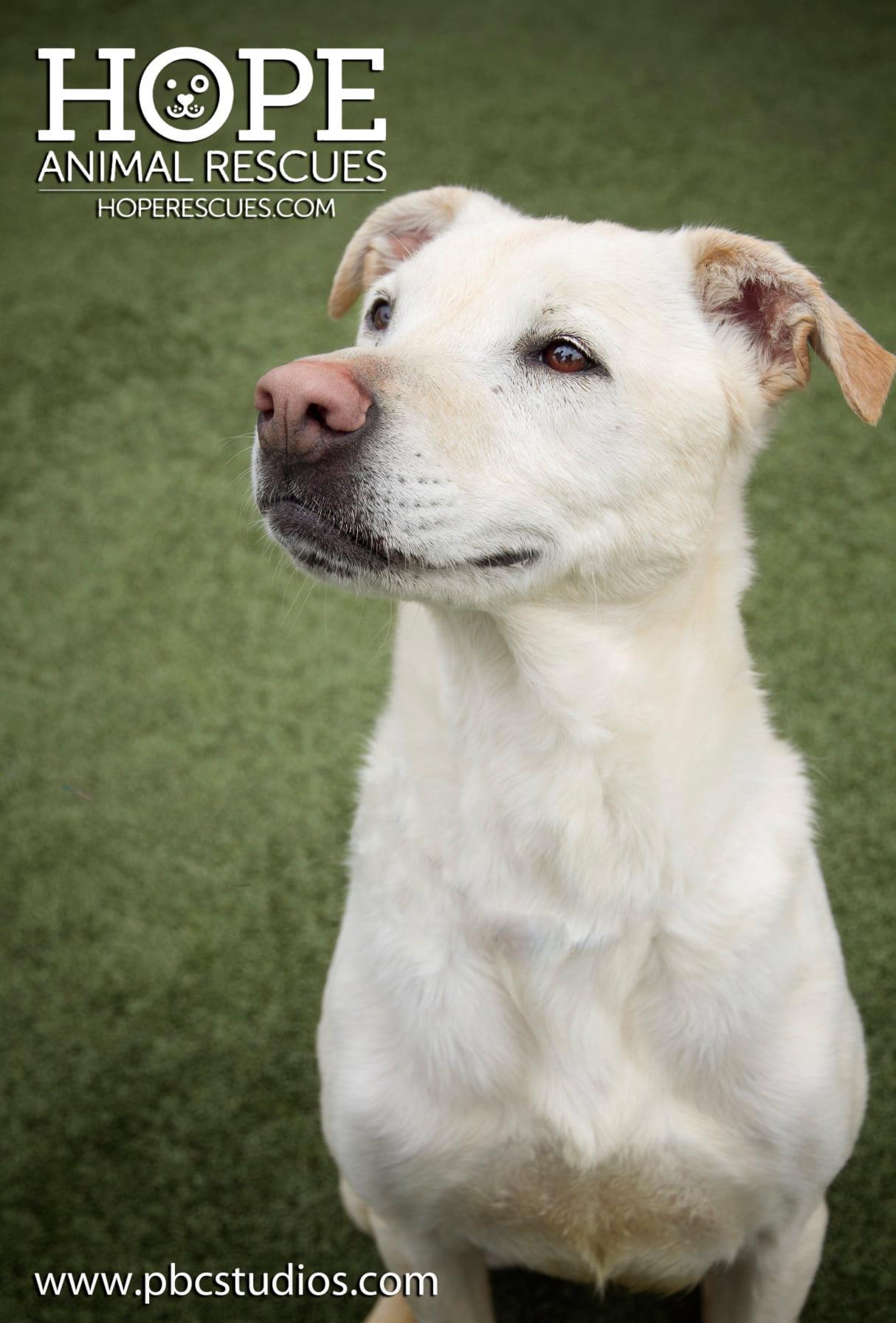 Archie, an adoptable Labrador Retriever in Godfrey, IL, 62035 | Photo Image 3