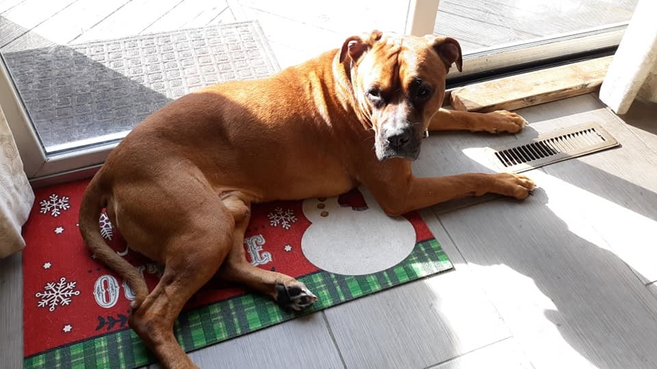 Rusty, an adoptable Boxer in Sinking Spring, PA, 19608 | Photo Image 2