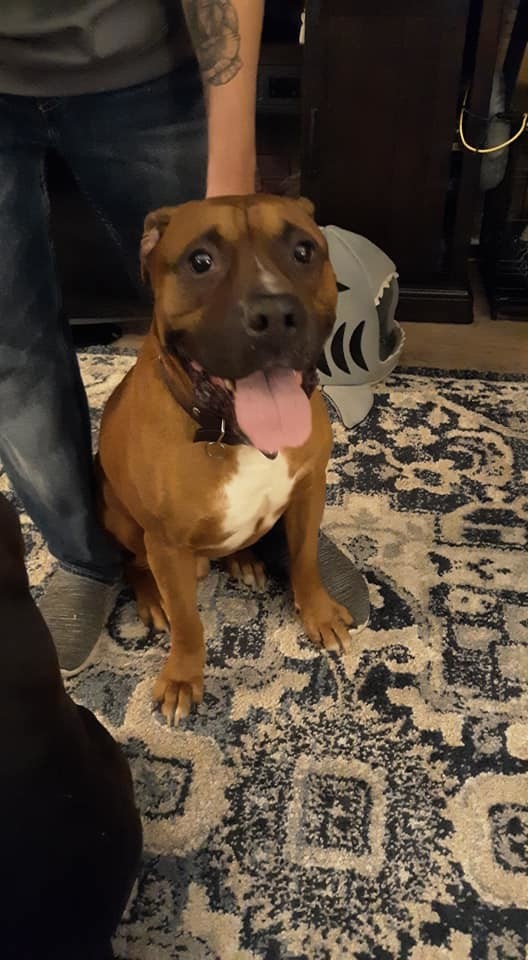 Rusty, an adoptable Boxer in Sinking Spring, PA, 19608 | Photo Image 3