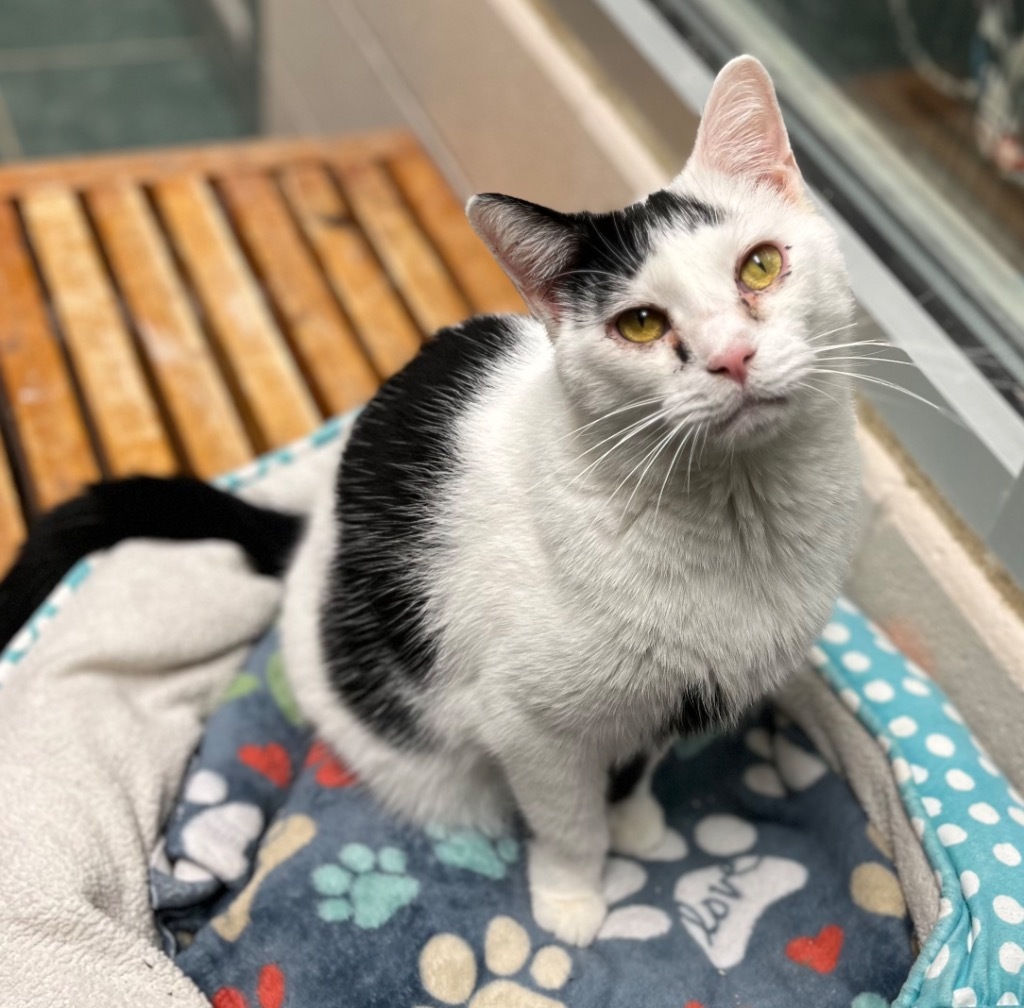 Elijah, an adoptable Domestic Short Hair in Lima, OH, 45807 | Photo Image 1