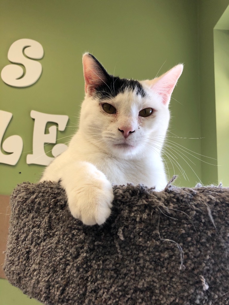 Elijah, an adoptable Domestic Short Hair in Lima, OH, 45807 | Photo Image 2