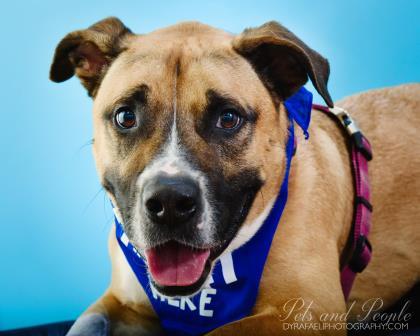 Troy, an adoptable Basset Hound, American Bulldog in North Miami Beach, FL, 33160 | Photo Image 1