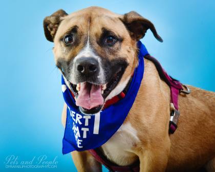 Troy, an adoptable Basset Hound, American Bulldog in North Miami Beach, FL, 33160 | Photo Image 3