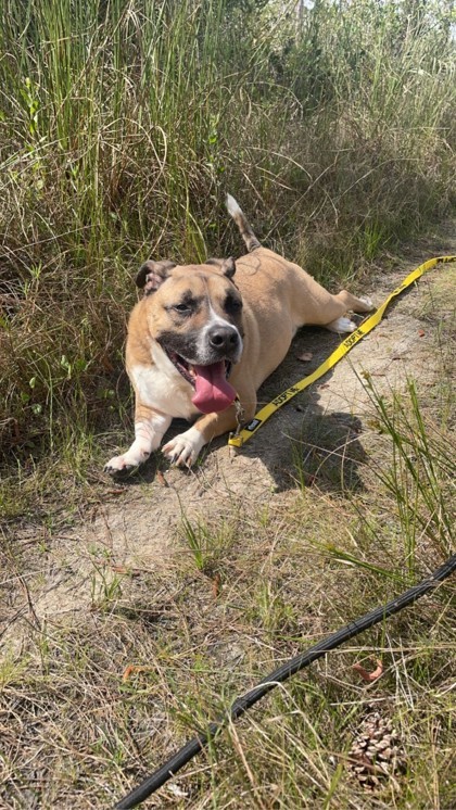 Troy, an adoptable Basset Hound, American Bulldog in North Miami Beach, FL, 33160 | Photo Image 4