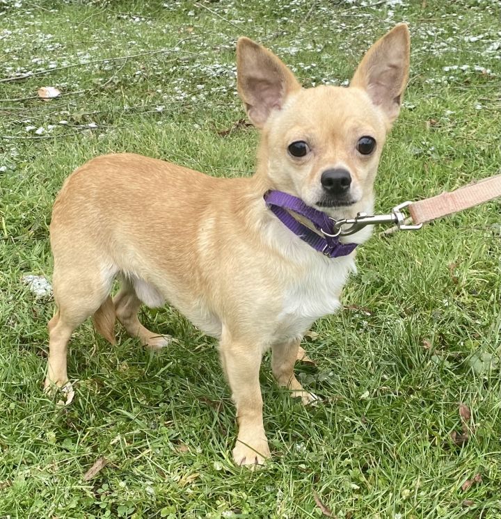 Chico, an adopted Chihuahua in Kittanning, PA_image-1