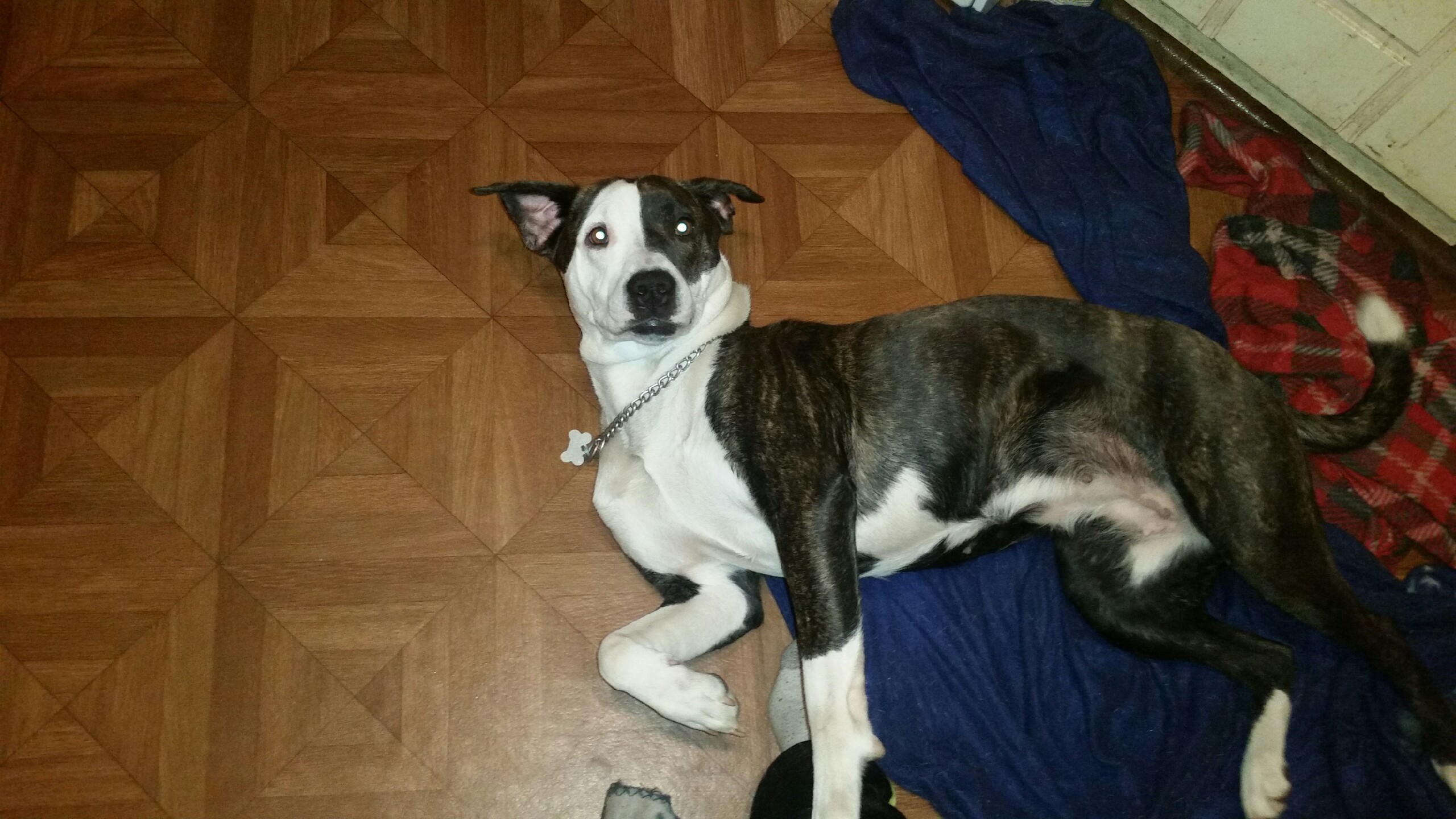 Harley, an adoptable American Staffordshire Terrier in Lake Station, IN, 46405 | Photo Image 2