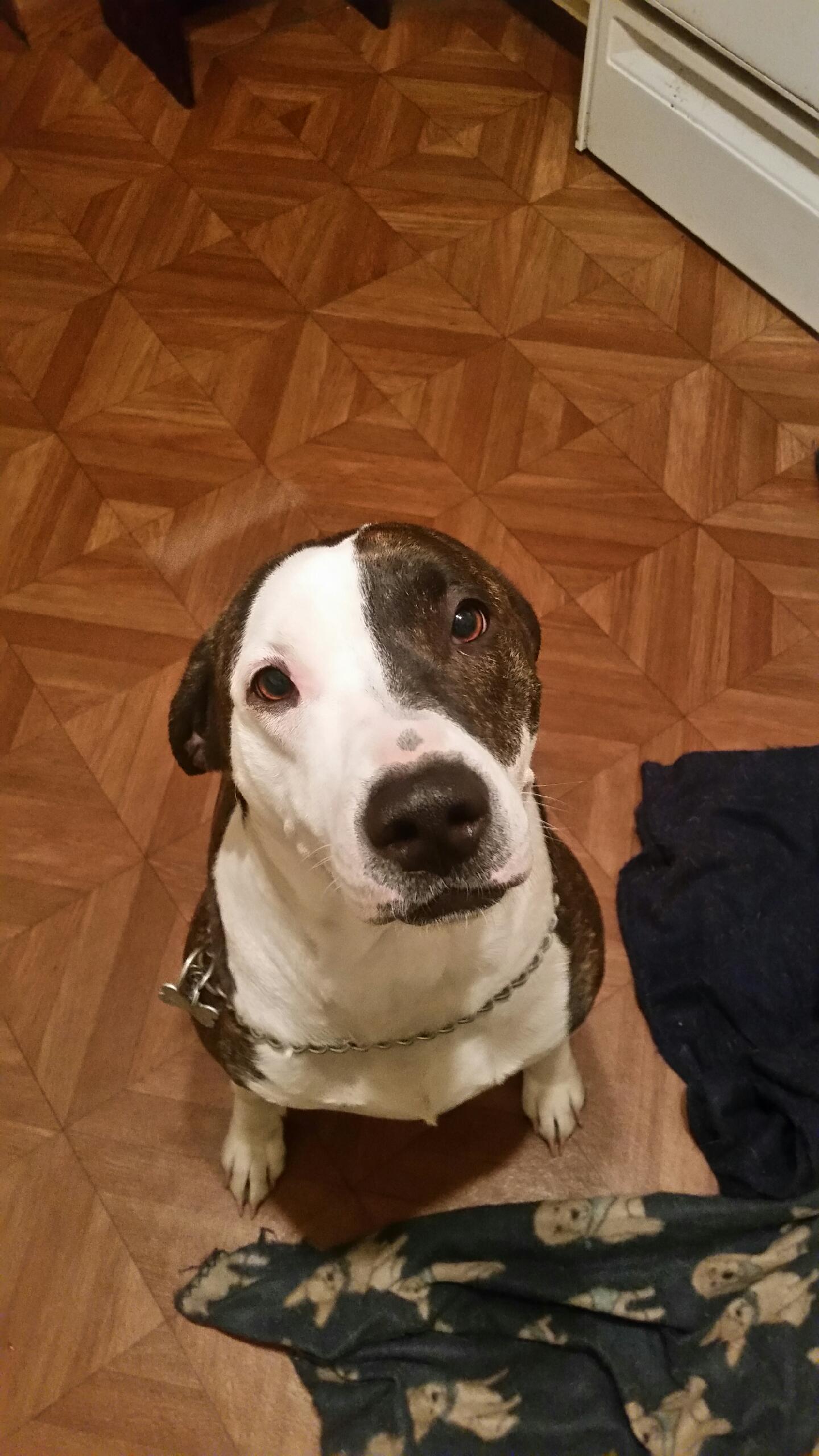 Harley, an adoptable American Staffordshire Terrier in Lake Station, IN, 46405 | Photo Image 3