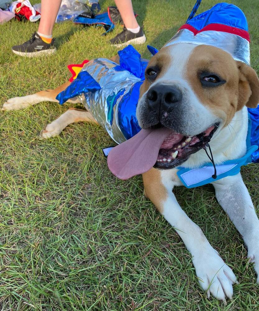 Riddick, an adoptable Labrador Retriever in Troy, AL, 36081 | Photo Image 3