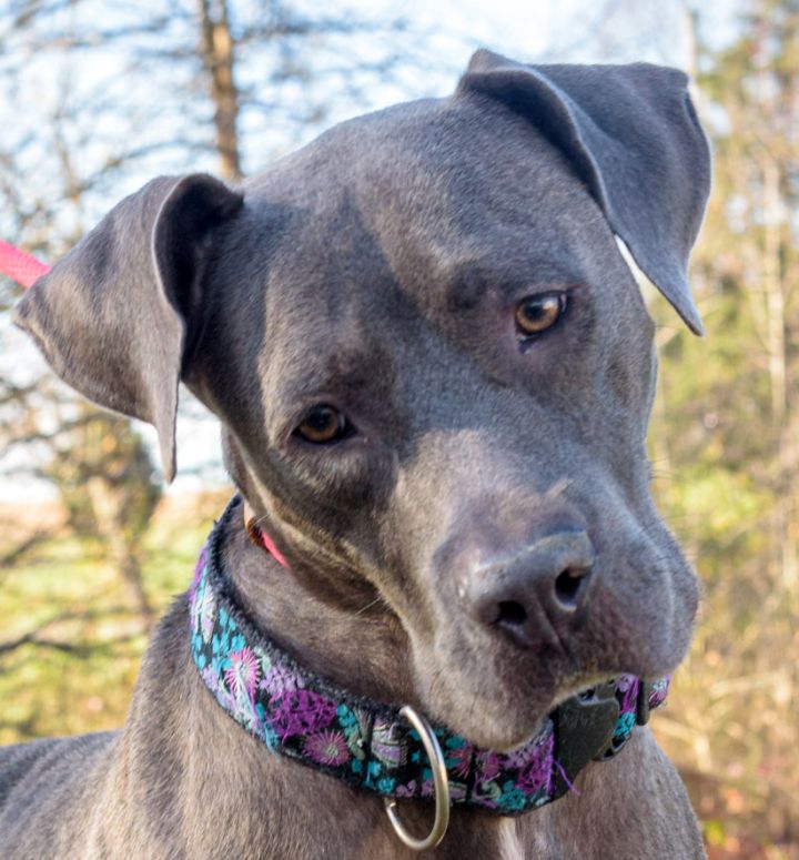 Fordøjelsesorgan røgelse Forløber Dog for adoption - Argenta, a Great Dane & Weimaraner Mix in Lambertville,  NJ | Petfinder