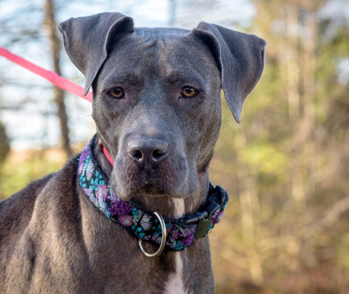 Weimaraner great dane mix 2024 puppies