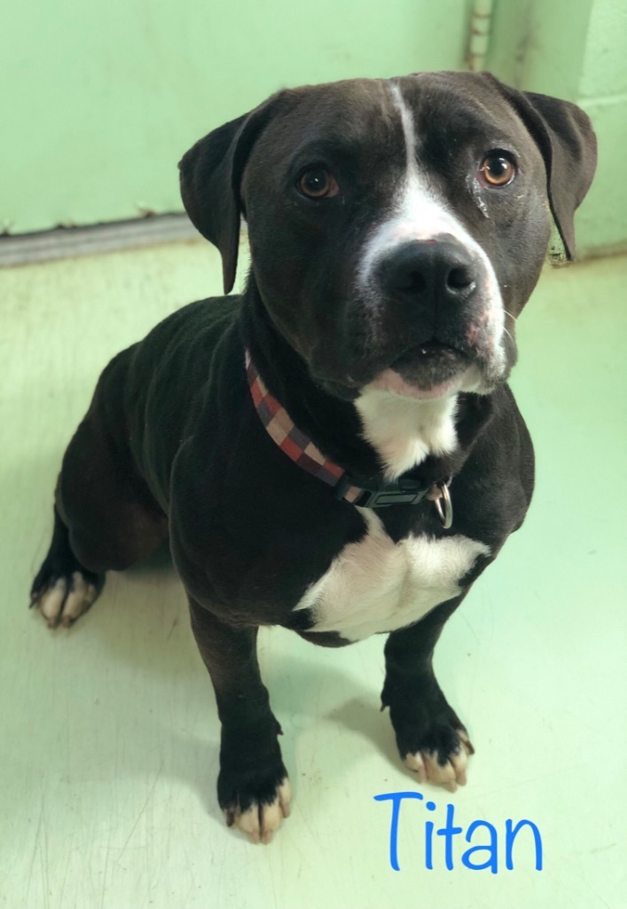 Titan, an adoptable Pit Bull Terrier in Grove, OK, 74344 | Photo Image 1