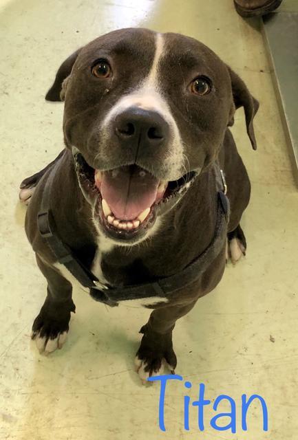 Titan, an adoptable Pit Bull Terrier in Grove, OK, 74344 | Photo Image 2