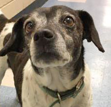 Dog For Adoption Bessie A Rat Terrier Beagle Mix In Portsmouth Oh Petfinder