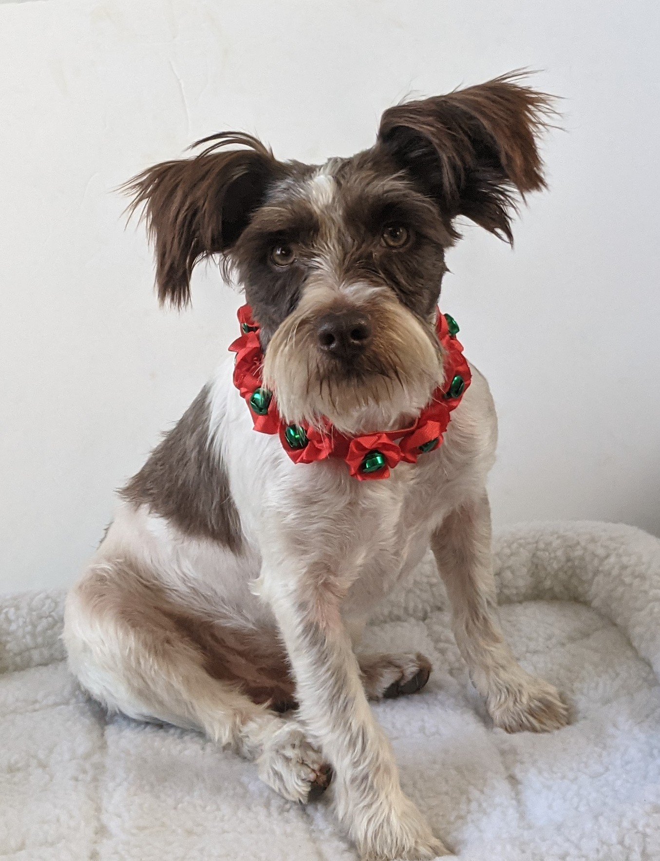 Scooter, an adoptable Schnauzer in Phelan, CA, 92329 | Photo Image 1