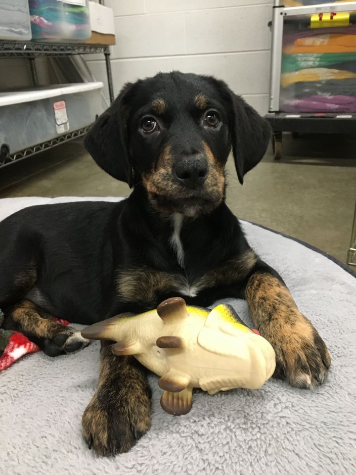 Sashimi, an adoptable Catahoula Leopard Dog Mix in Lake Odessa, MI