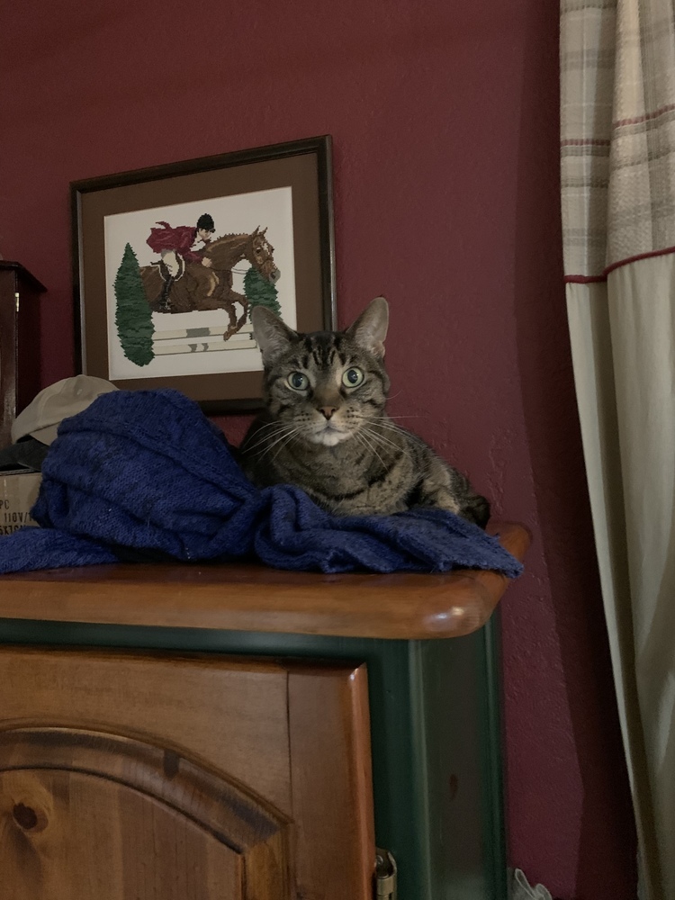 Gucci, an adoptable Domestic Short Hair, Tabby in Dallas, TX, 75228 | Photo Image 1