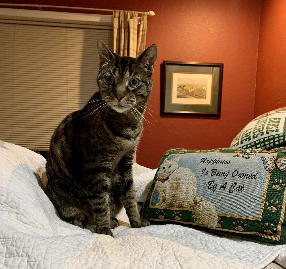 Gucci, an adoptable Domestic Short Hair, Tabby in Dallas, TX, 75228 | Photo Image 2