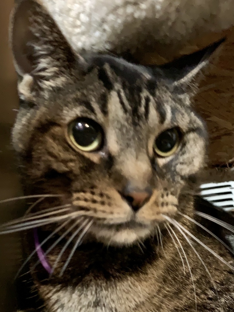 Gucci, an adoptable Domestic Short Hair, Tabby in Dallas, TX, 75228 | Photo Image 3