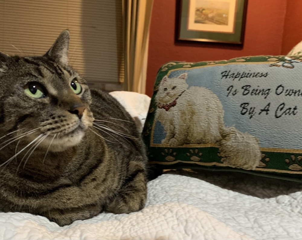 Gucci, an adoptable Domestic Short Hair, Tabby in Dallas, TX, 75228 | Photo Image 4