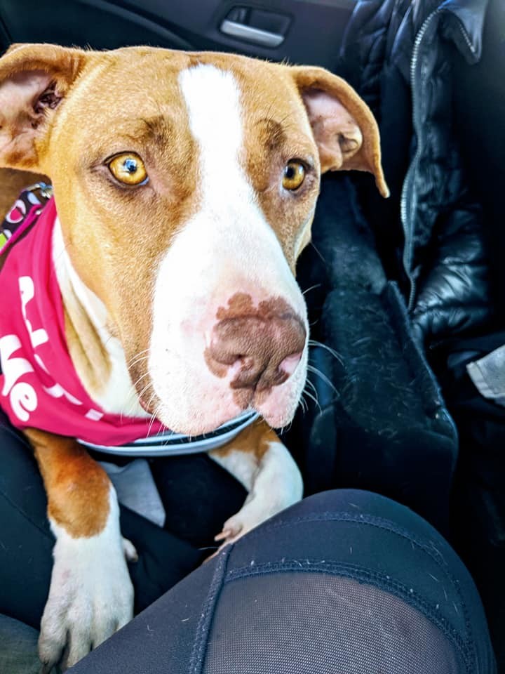 Jolene, an adoptable Pit Bull Terrier, Boxer in Hull, MA, 02045 | Photo Image 3