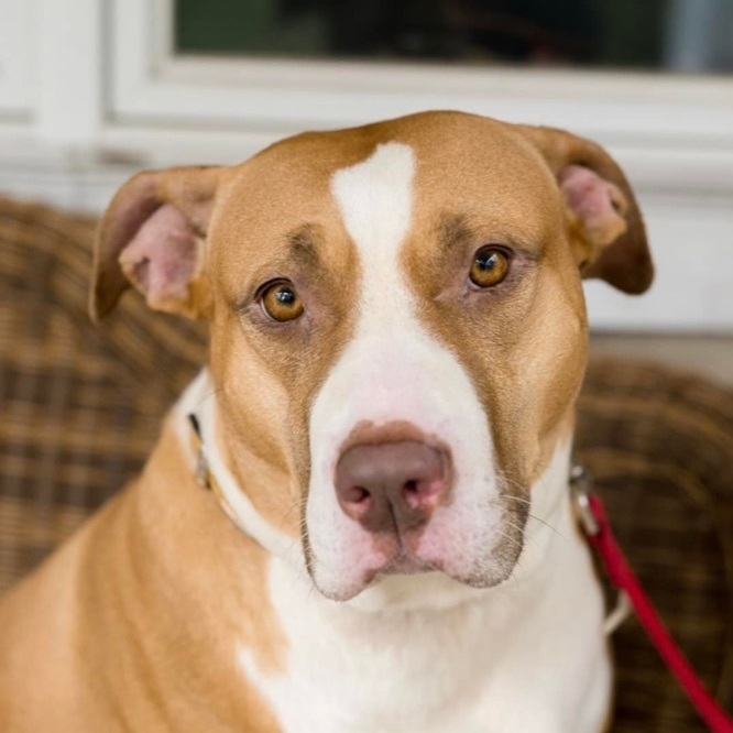 Jolene, an adoptable Pit Bull Terrier, Boxer in Hull, MA, 02045 | Photo Image 4
